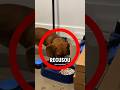 Ele fez um CEREAL de cachorro 😳 #viral #curiosidades