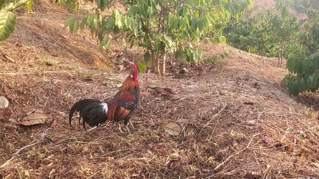 Trapping wild chickens is a passion that gets into the blood  03/01/2026