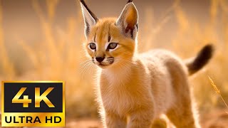 Baby Animals 4K ~ Relieving Stress, Fatigue, Depression, Detox of Negative Emotions by Tiny Paws 4,713 views 12 days ago 11 hours, 55 minutes