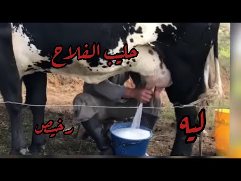 فيديو: كم تكلفة الحليب في عام 2006؟