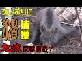 【狩猟】Vol.34 鬼嫁久しぶりに猪を捕獲する! ※止め刺し、出血シーンあり注意【猪】【わな猟】