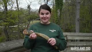 WILD TRUTHS | Episode 1: Is It a Deer?
