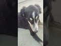Chotu Udas😭#dog #dogvideos #doglife #shorts #viral #trending #petvideos #love