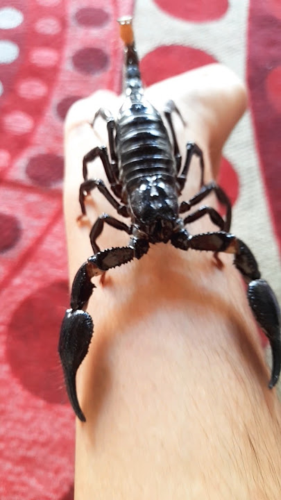 🦂Spiniferous scorpion⚠️...