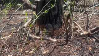 BURNIN' UP: Conditions HEAT UP for potential burn ban in Lee County