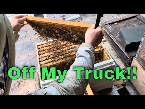 A Swarm Of Bees Landed On My Truck!