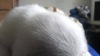 My Dog Feel Holy Ghost Power Developed His Brain So He Can Talk