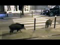 Pigs are taking over the streets of paris