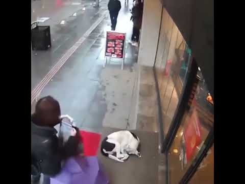 üşüyen köpeğe şalını veren kız