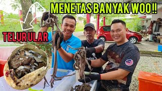 37 Biji Telur Ular Menetas Pok Him Dapat Cucu Malaysia