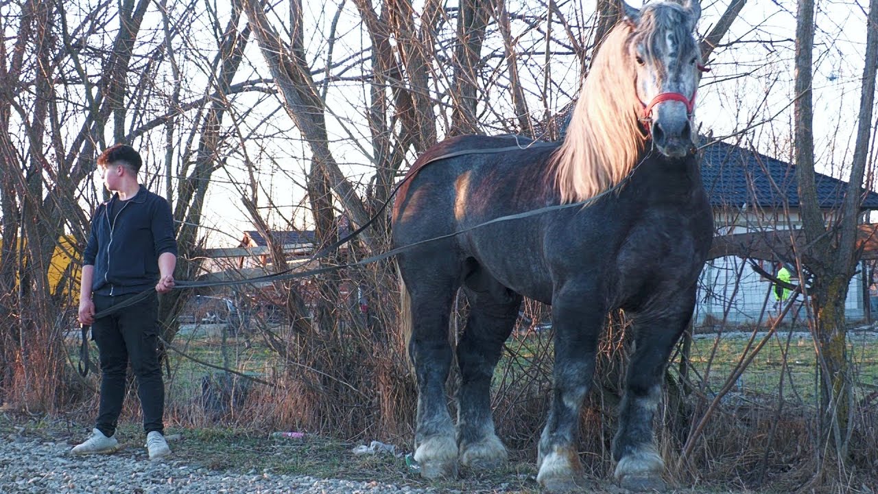 Armăsarii lui Betean Tian de la Vicovu de Sus - Bucovina 2024