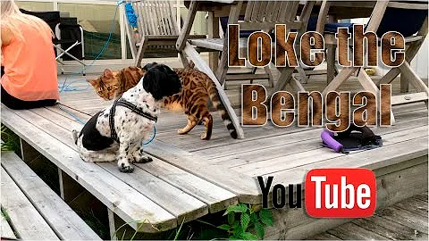Watch the video about Bengal cat and dogs.