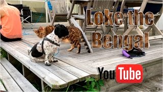 Bengal cat and dogs.