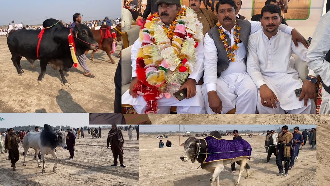 ￼￼ new Bell ￼ race Ada Muzaffar guar 4 February Jalsa MALIK Rana munewar Nan MALIK Hame Seda ￼￼￼