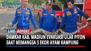 BREAKING NEWS : Damkar Kabupaten Madiun Evakuasi Ular Piton Saat Memangsa 3 Ekor Ayam Kampung