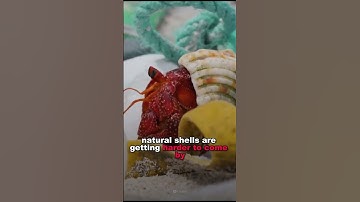 Why Hermit Crab Using Trash As Shell ?