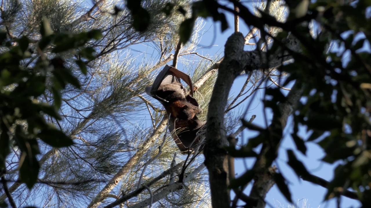 Grey-Headed Flying Foxes