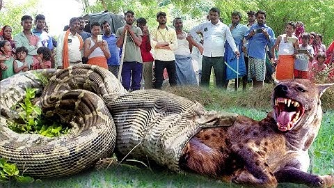 Hyena get caught and eaten alive by python| foolish Hyenas attacked on  python