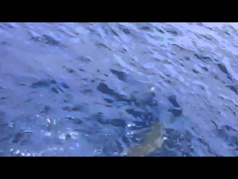 Deep Sea Fishing Charters Islamorada, Florida | Yabba Dabba Doo! Sport Fishing
