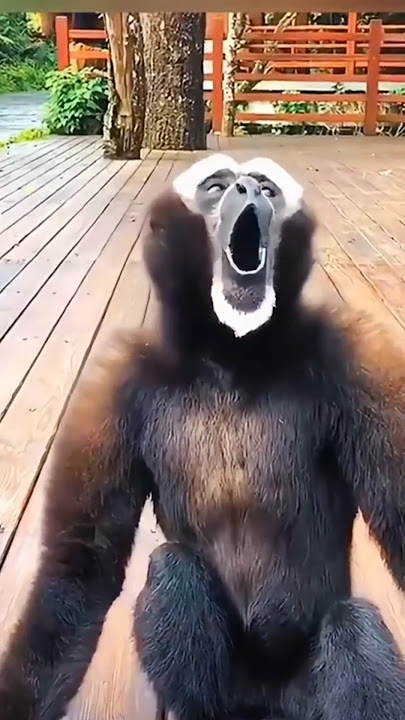 Suara hewan kalimantan #cover #dayakterbaru #monkey #music