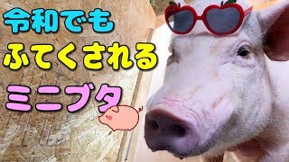 ふてくされるミニブタつくねが可愛い
