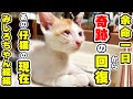 【奇跡】あの余命一日から回復した保護の仔猫が衝撃の展開…（みしろちゃん2）