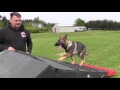 Bold and confident 4 month old female German Shepherd puppy demonstrates obedience and agility