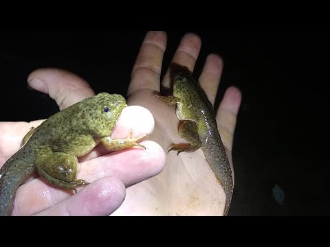 American Bullfrog Tadpole