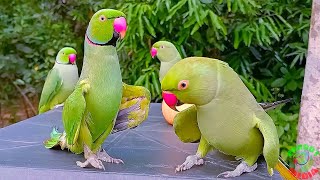 Parrot Videos Compilation