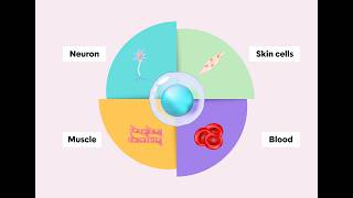 Cracking the Code of How Cells Choose Their Fates