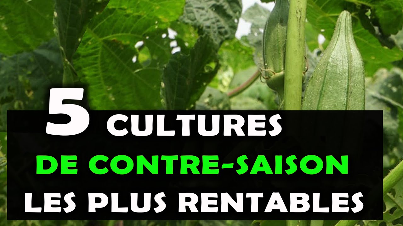 AGRICULTURE: Les 05 Cultures de contre-saison les plus rentables à produire en Afrique [Maraichage]