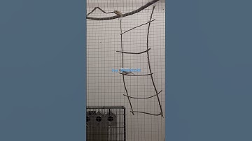 Java Bird || White Java Singing || 😍❤️ #birds #lovebirds #shorts #viral 💕💕❤️💕💕😍 🐦