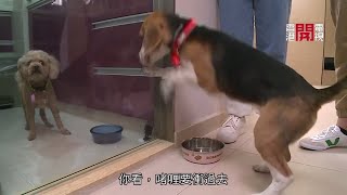 幼犬恰老犬日日搶糧食 Eric Ko教狗主調整心態 分辨老幼犬隻行為心態分別 【煉狗術師S2 EP14-2】