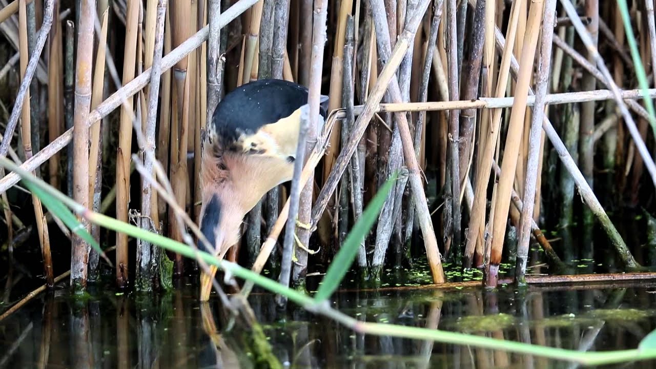 Little bittern fishing YouTube