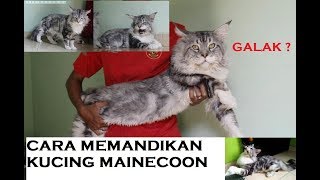 Video Cara Merawat Kucing Himalaya 4 Bulan