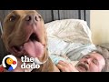 Pittie Goes Wild When He Sees His Grandparents | The Dodo Pittie Nation