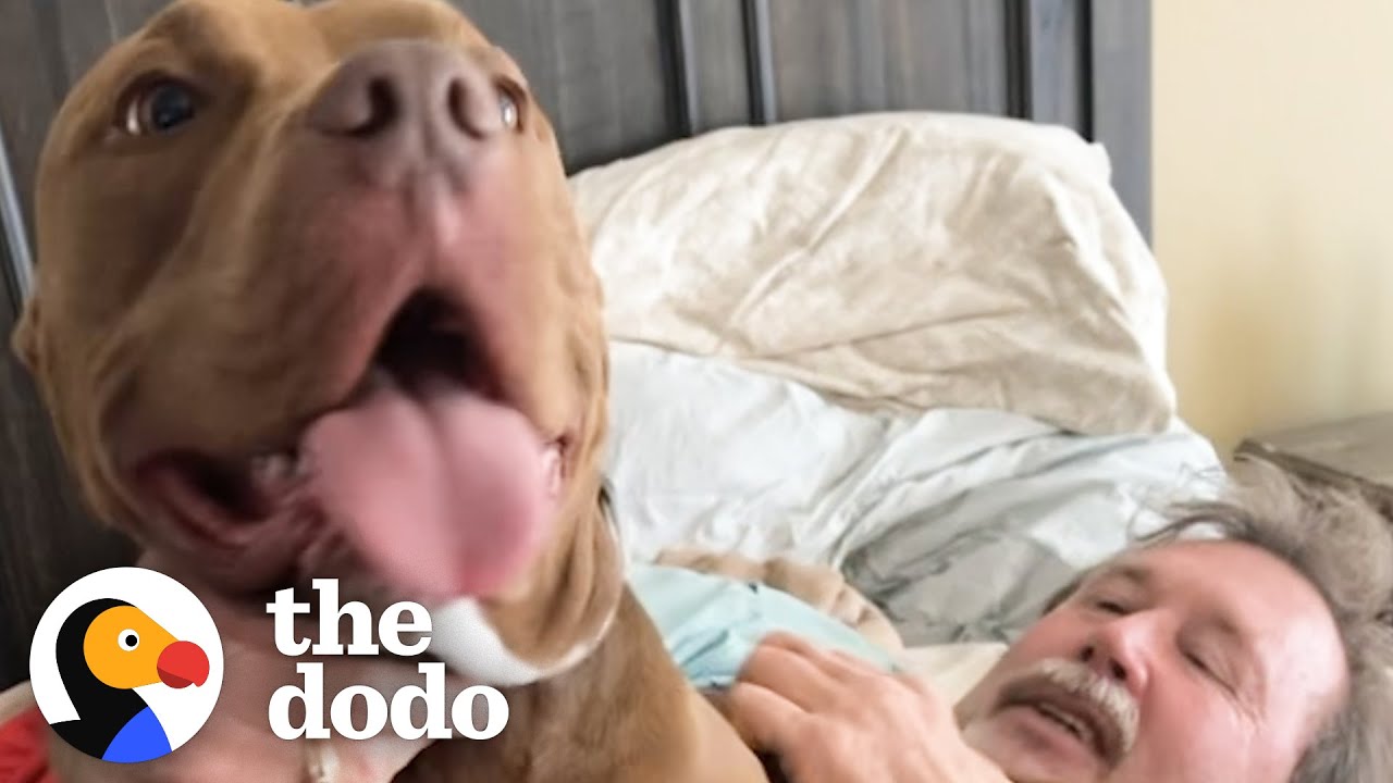 Pittie Goes Wild When He Sees His Grandparents | The Dodo Pittie Nation