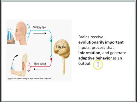 Brain part 3 Nervous system - YouTube