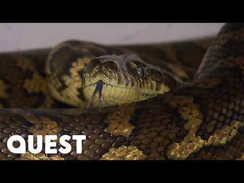 MASSIVE Python Invades Australian Living Room | Snake Catcher