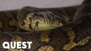 Huge Python Caught Hiding in Family Living Room | Snake Catcher