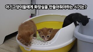 아기고양이들에게 화장실을 만들어줘야 하는시기는? ( 고양이 배변훈련)