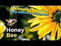 Bee inspired Algorithm Help Delivery companies!