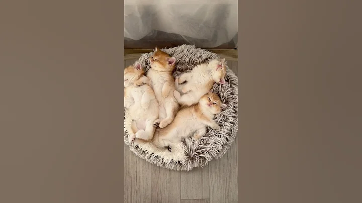Watch the video about British Golden Shorthair Kittens 🐾 Fluffy Tummy-Up Cuties | WCF Cattery #goldenchinchilla #kitten