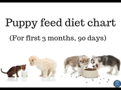 Puppy Tube Feeding Chart