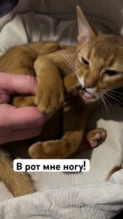 Держит лапку, чтобы было удобнее вылизываться #кот #котенок #нога #лапа ...