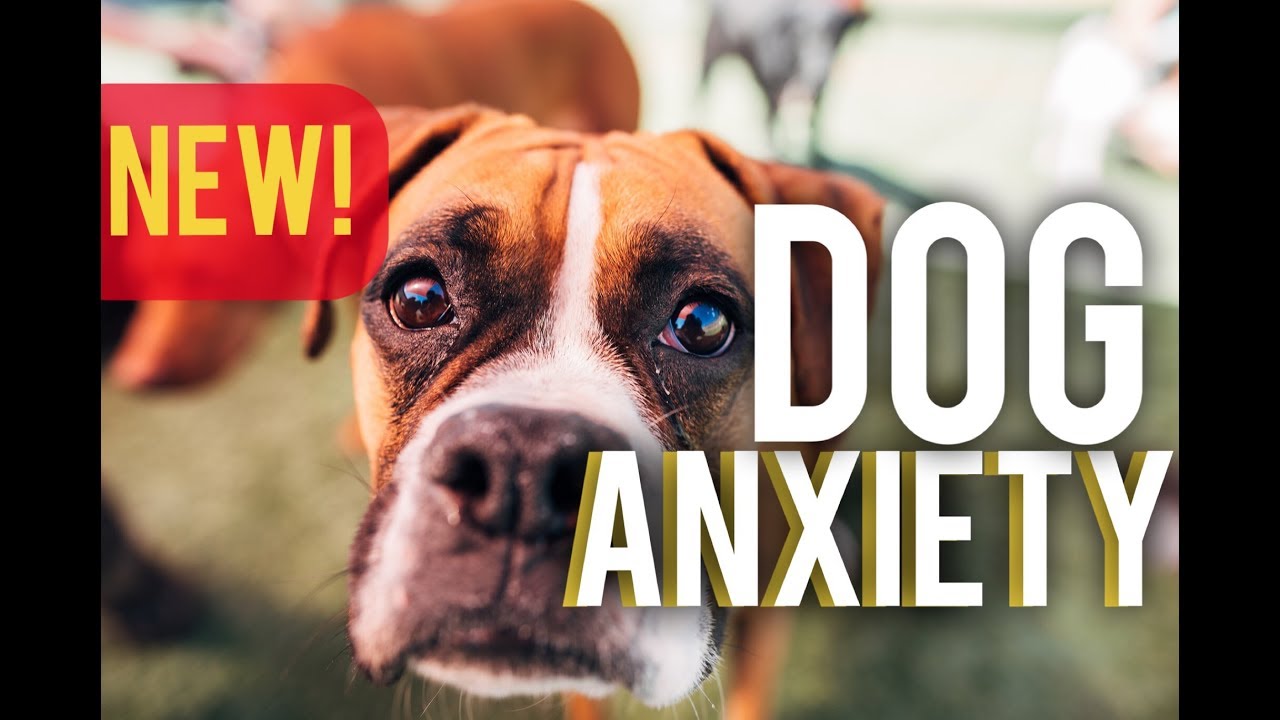 STOP Dog anxiety an In depth look at how to STOP dog anxiety! with
