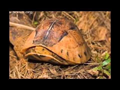 Video: Rùa Hộp - Giống Bò Sát Terrapene Carolina Ít Gây Dị ứng, Sức Khỏe Và Tuổi Thọ