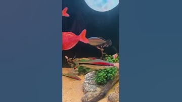 Bể cá cầu vồng nhất trụ setup cho khách !  Thả cá ngay sau đó