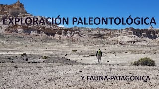 BUSCANDO DINOSAURIOS 2. PATAGONIA.