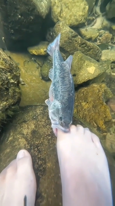 Fishing new trick unlocked 🤣 #shorts #short #trending #viralshorts #respect #facts #tamil #fish